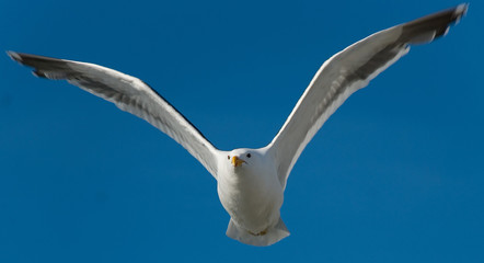 Gull