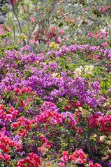 Bougainvillea flowers in many different colors growing in a garden