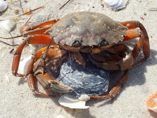 Crab 