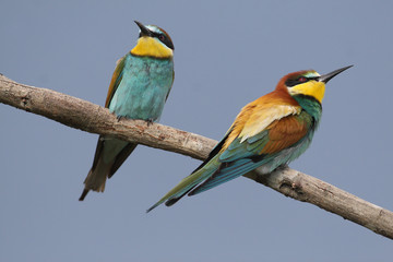 Fototapeta premium Pennuti