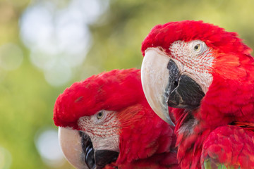 Red and green Macaw - Mato Grosso State - Brazil