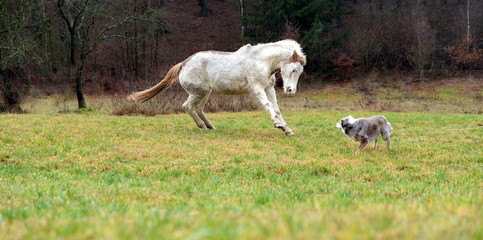 Wer treibt wen? Geschecktes Pferd jagt Hütehund