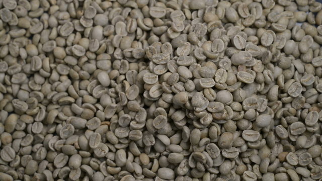 Pouring raw coffee from a measuring scoop