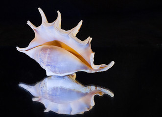 Морская ракушка