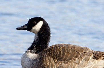 Beautiful Canada goose close-up