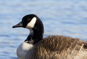 Obraz premium Close-up of a beautiful Canada goose