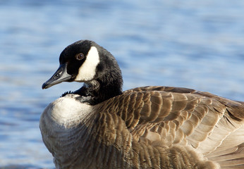 Interesting Canada goose