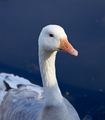 Obraz premium Photo of a snow goose