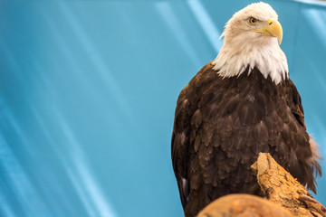 American Bald Eagle