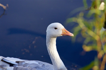 Photo of the confident snow goose