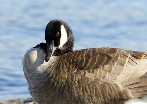 Beautiful photo of the shy Canada goose