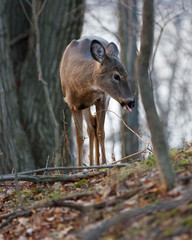 Image with the deer showing his tongue