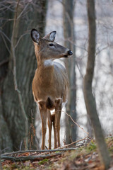 Photo of the deer looking at something