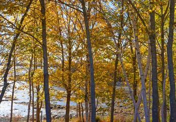Fall trees in foreground with coastline in background