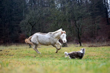 Obraz premium Ich kriege Dich!, Westernpferd jagd Hütehund
