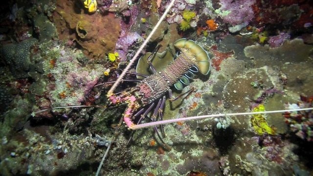 Tropical Rock Lobster (Painted and Ornate) walking underwater at night in Bunaken National Park, north Sulawesi 