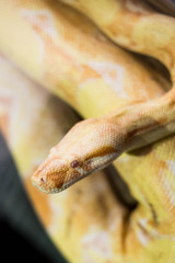 cloeup of yellow python snake