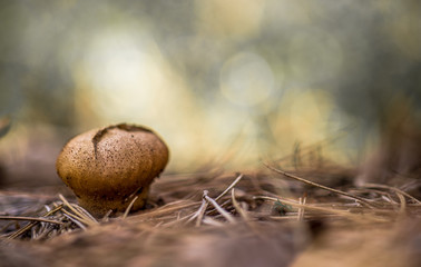 Lycoperdon perlatum