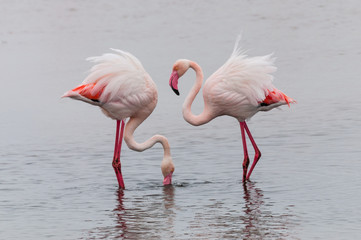 Flamingos, Walvis Bay; Namibia