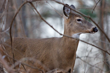 Beautiful photo of the deer in the shrub