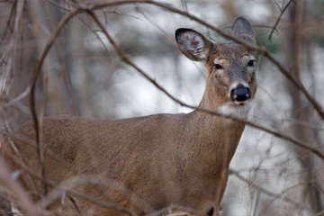 Photo of the deer narrowing his eyes