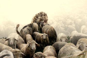 alle meine Schafe, Fotomontage Schafherde im Rücken eines Schäfers