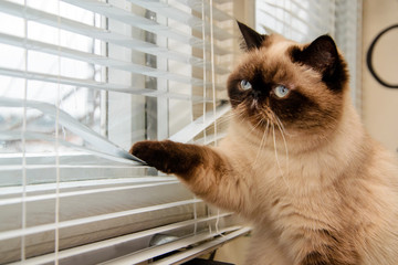 Cat looking outside through window blinds