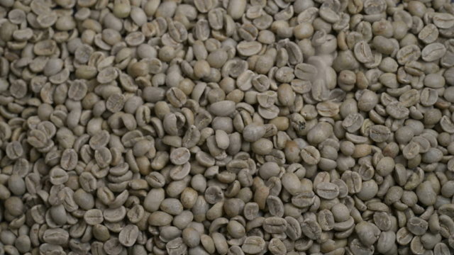 Raw coffee beans dropping onto a pile of green beans