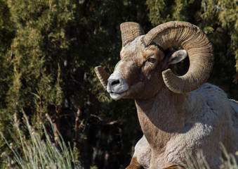 bighorn sheep ram sitting against green background - 98589600