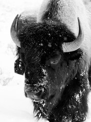 bison bull snowing black and white face portrait - 98589603