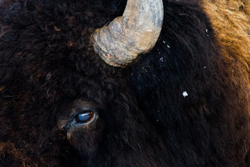 bison eye close up - 98589609