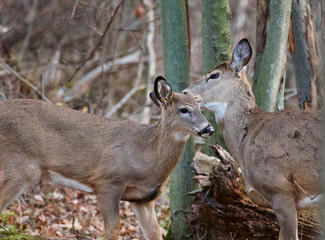 Cute pair of deers are showing their love