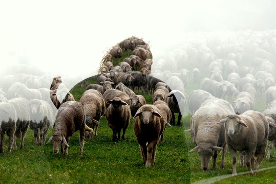 Einsamkeit, Fotomontage Schafhirte mit Schafen