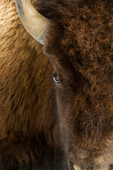 close up head on bison nose, eye, horn, and thick brown fur