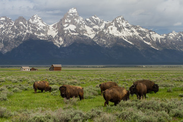 bison herd grazing in big green field with western homestead barns and wyoming teton mountains