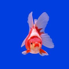 goldfish in the aquarium