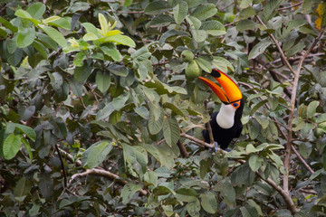 Toco toucan eating guava © Luciano Queiroz