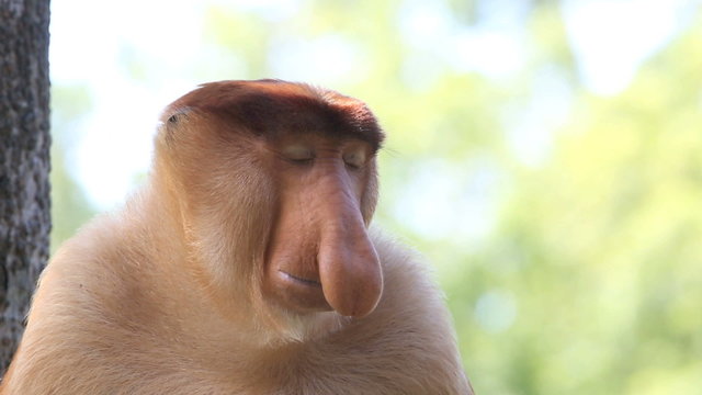 Large nosed alpha male proboscis monkey in Borneo, Malaysia