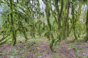 Boxwood forest, surroundings Sochi, Russia
