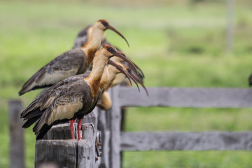 Curicacas (Buff-necked Ibis) - Nobres - Mato Grosso - Brazil