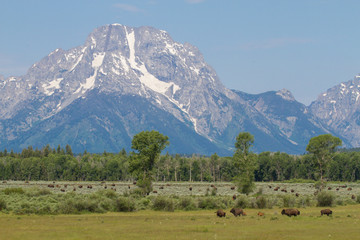 mountains blue sky bison herd - 98590699