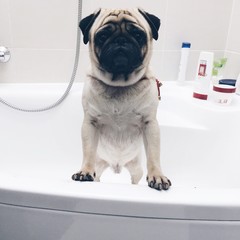 cute pug in the bathroom