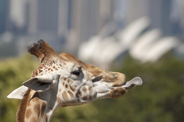  Giraffe with his tongue out at Sydney zoo Australia with city in background