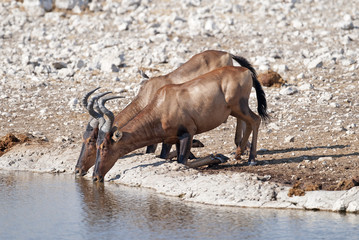 Africa Namibia , Etosha National Park , Red Hartebeest drinking.