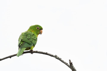 White-eyed Parakeet resting on the branch