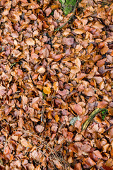 Herbstlaub als Hintergrund