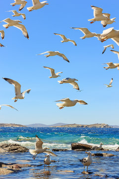 swarm of flying seagulls