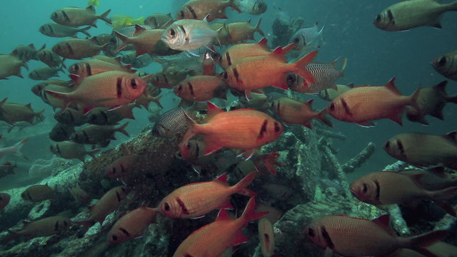 School of soldierfish and other coral reef fish inhabit an artificial reef at Mabul Island, Borneo