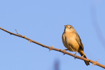 Southern House Wren resting on branch