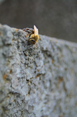Vereiste Biene